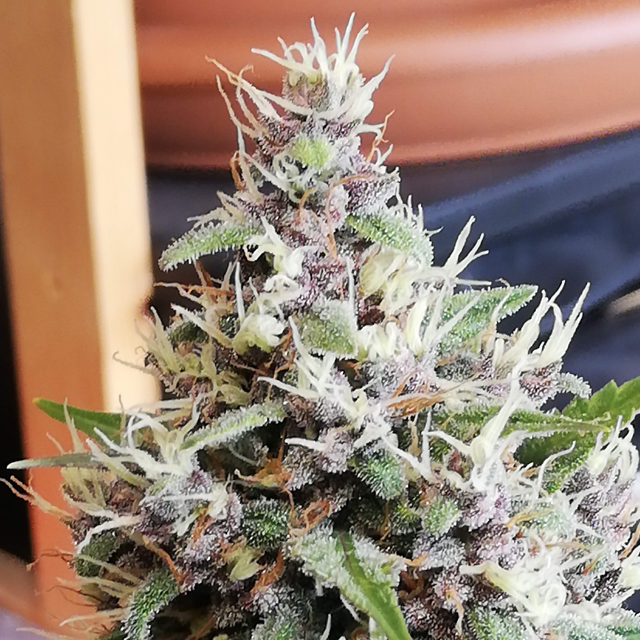 Original Sensible Seeds White Crystal Meth Auto Image 5